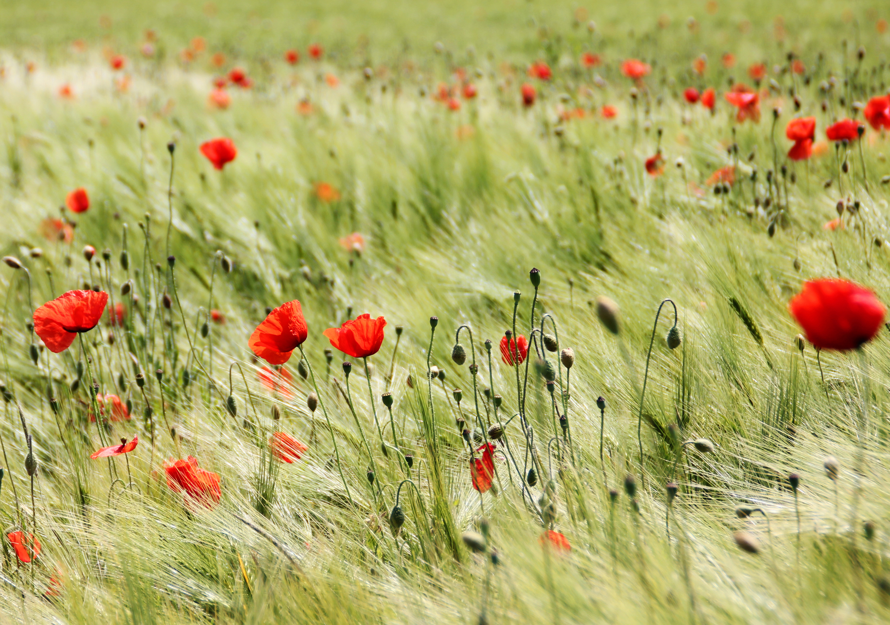 Kornfeld mit Klatschmohn