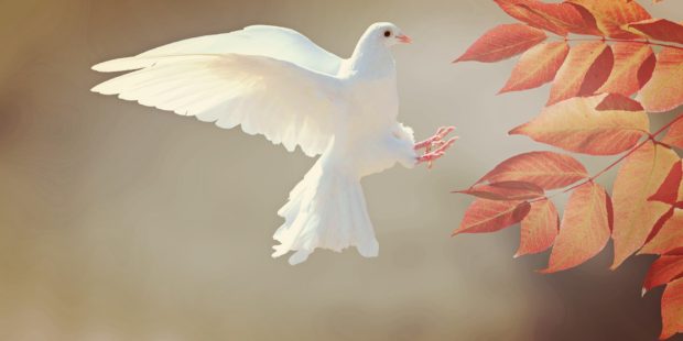 Eine weiße Taube fliegt auf einen Strauch zu.