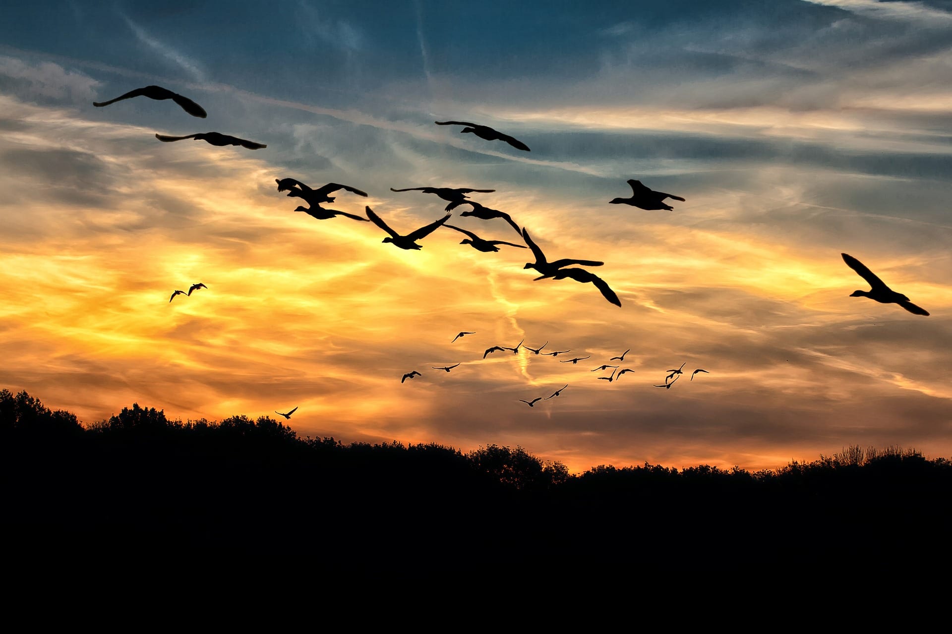 Wildgänse am Abendhimmel