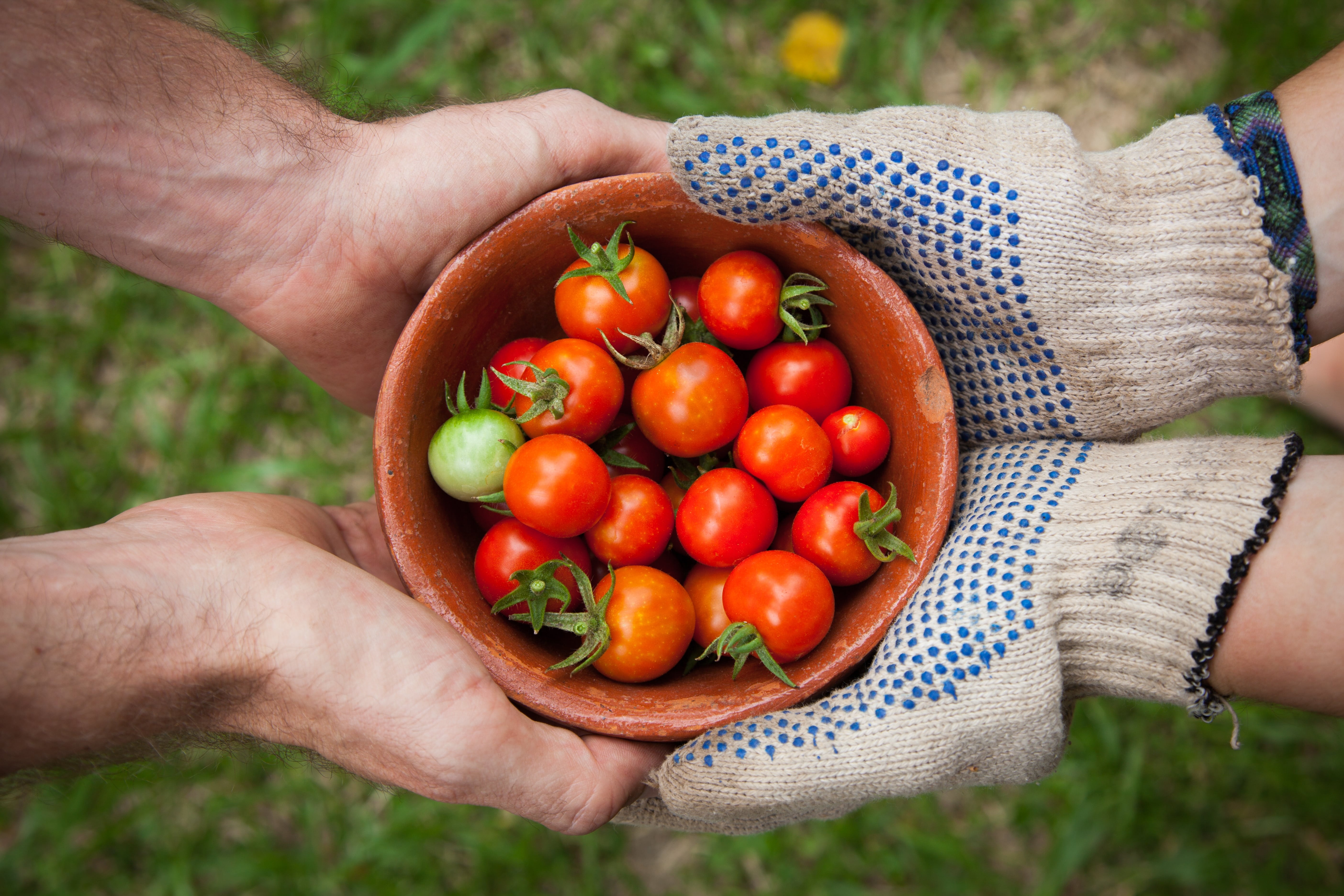 Tomaten