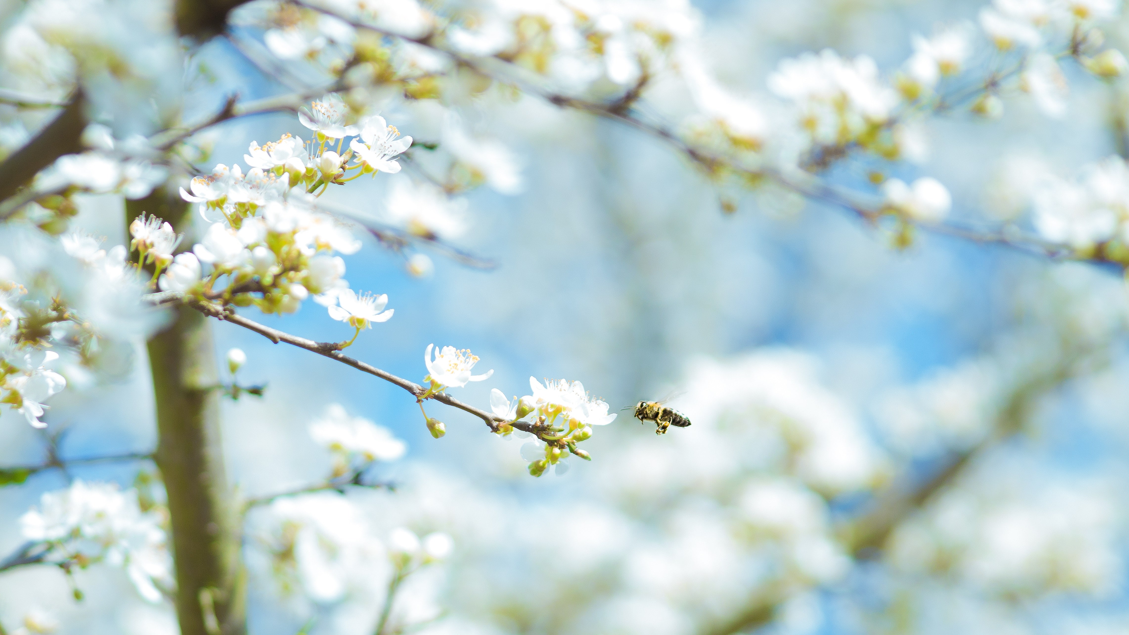 Ein blühender Baum mit Biene