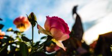 blühende Rose im Sonnenschein