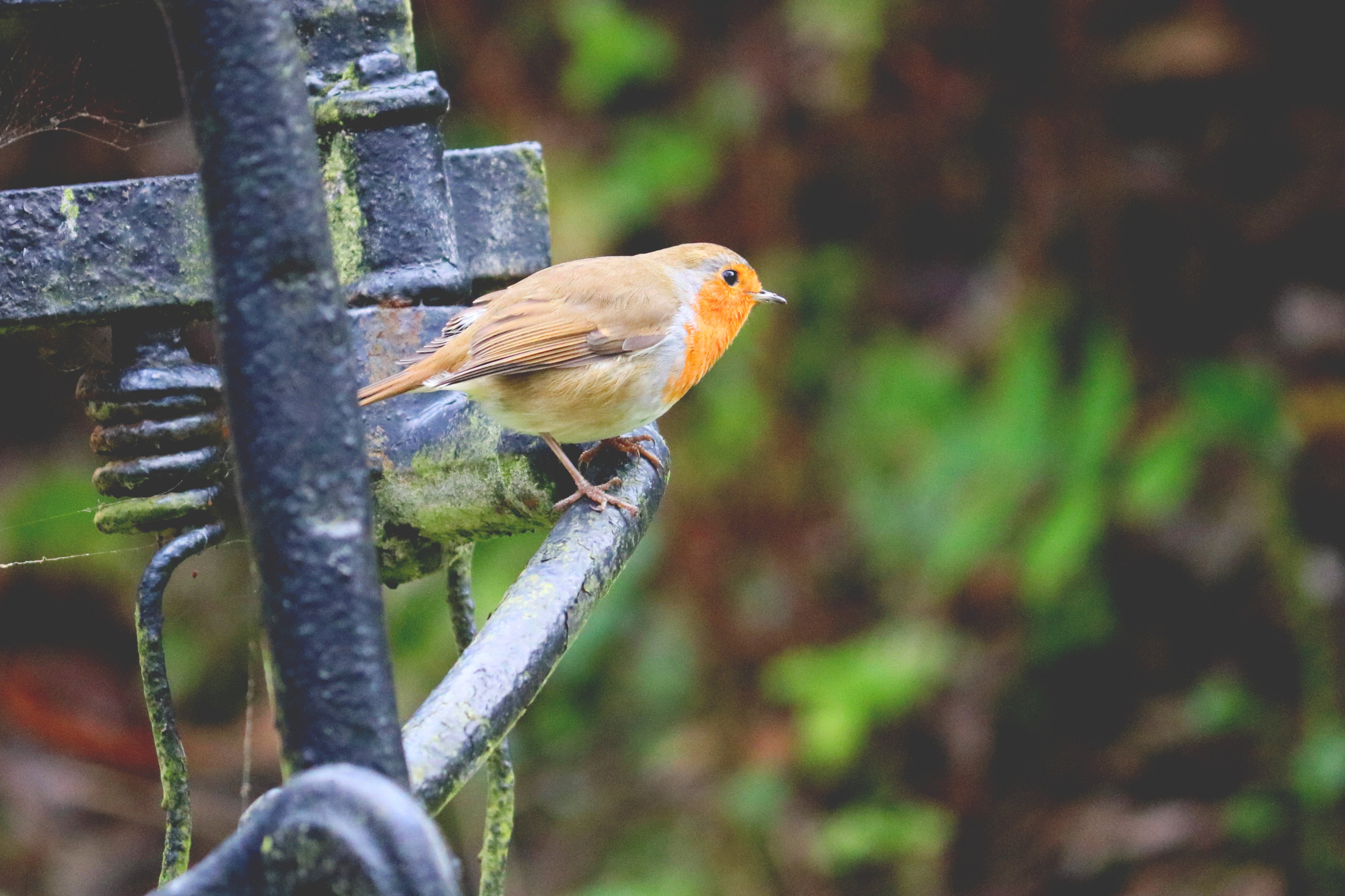 Rotkehlchen im Garten