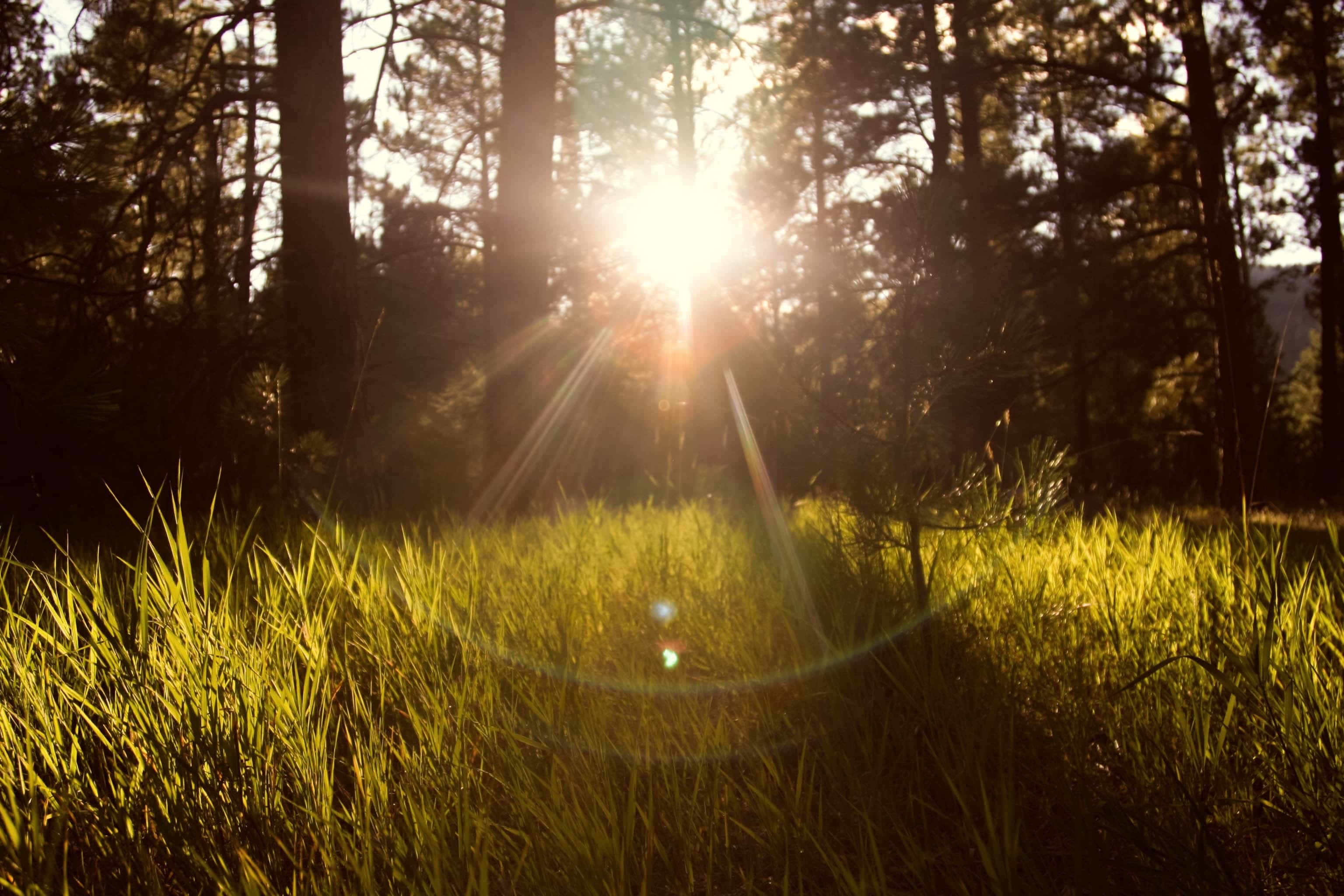 Sonne blinzelt im Wind durch Wald und Wiesen.