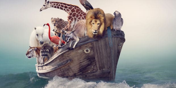 Tiere auf einem Boot