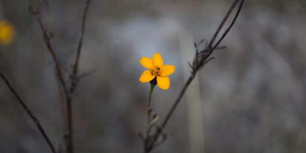 Gelbe Blume blüht an grauem Busch