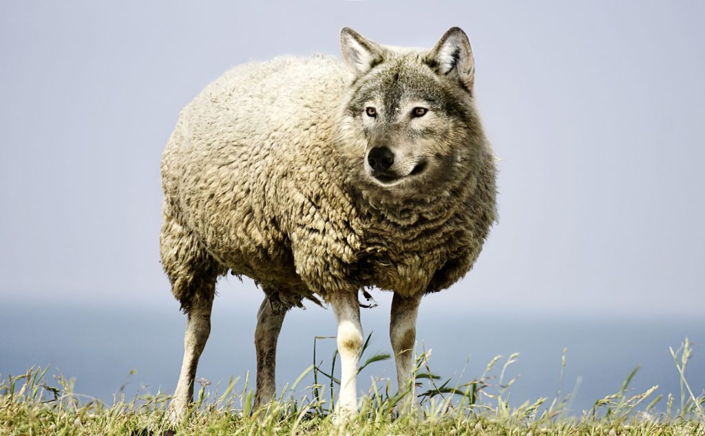 Schaf mit Wolfskopf