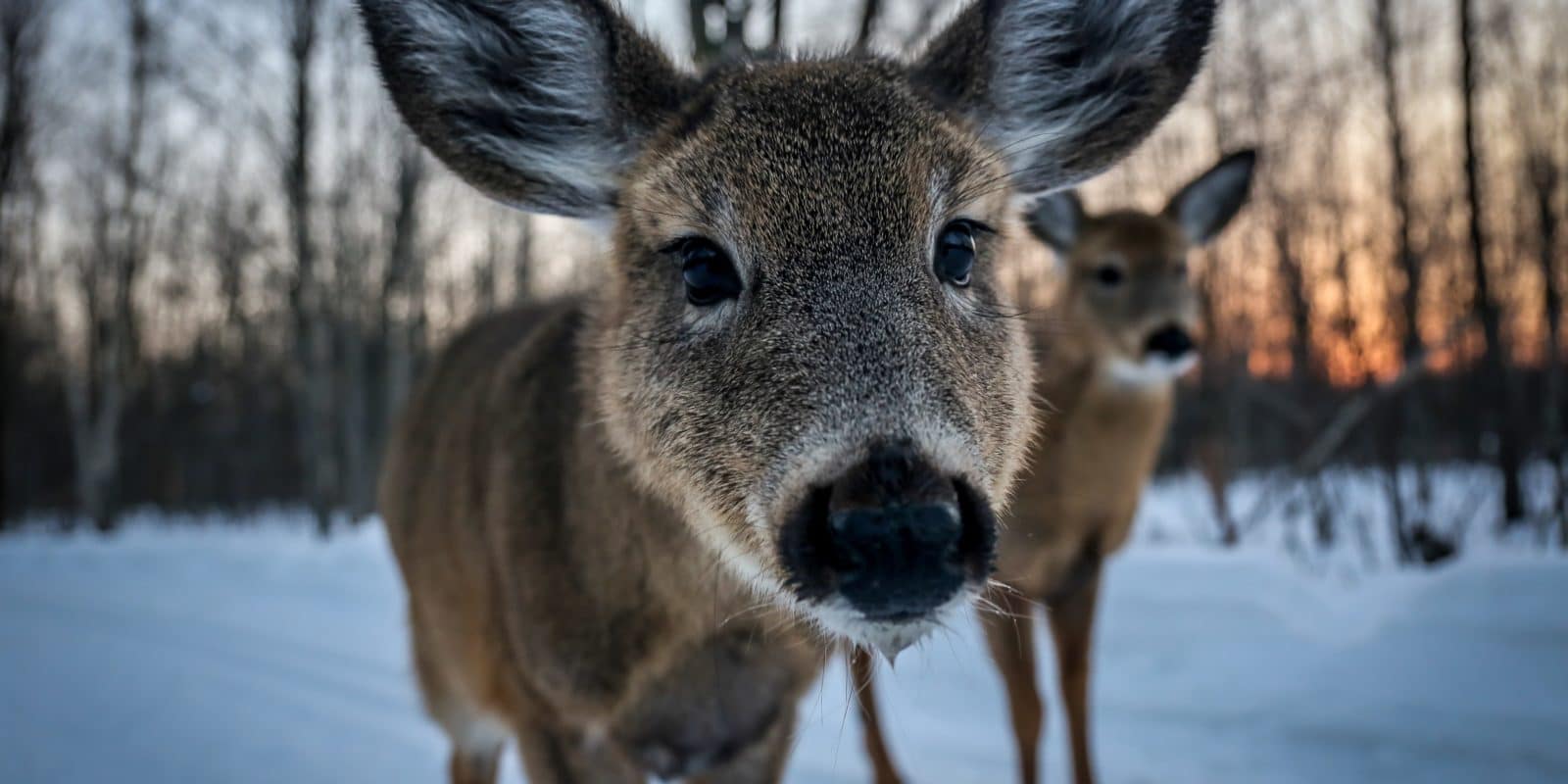 Rehe mit großen Ohren im Schnee