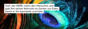 Pfau, Feder, farbenfroh, blau