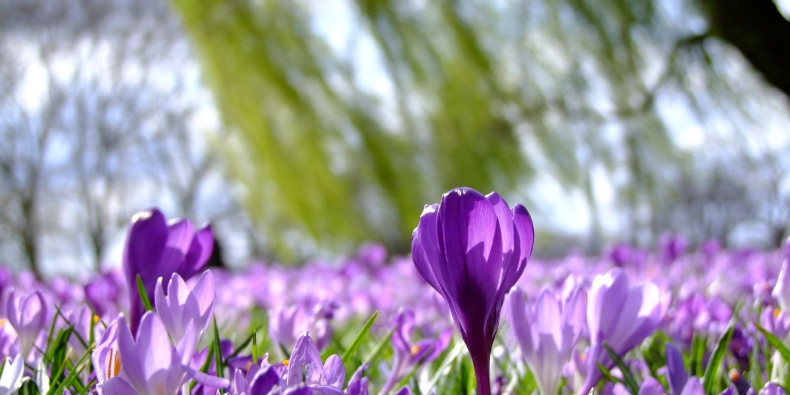 Krokusse in der Sonne