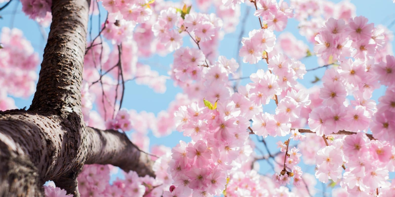 Kirschblüte vor blauem Himmel