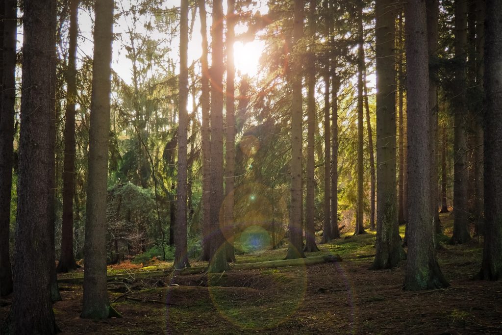 Sonnenlicht fällt in den Wald