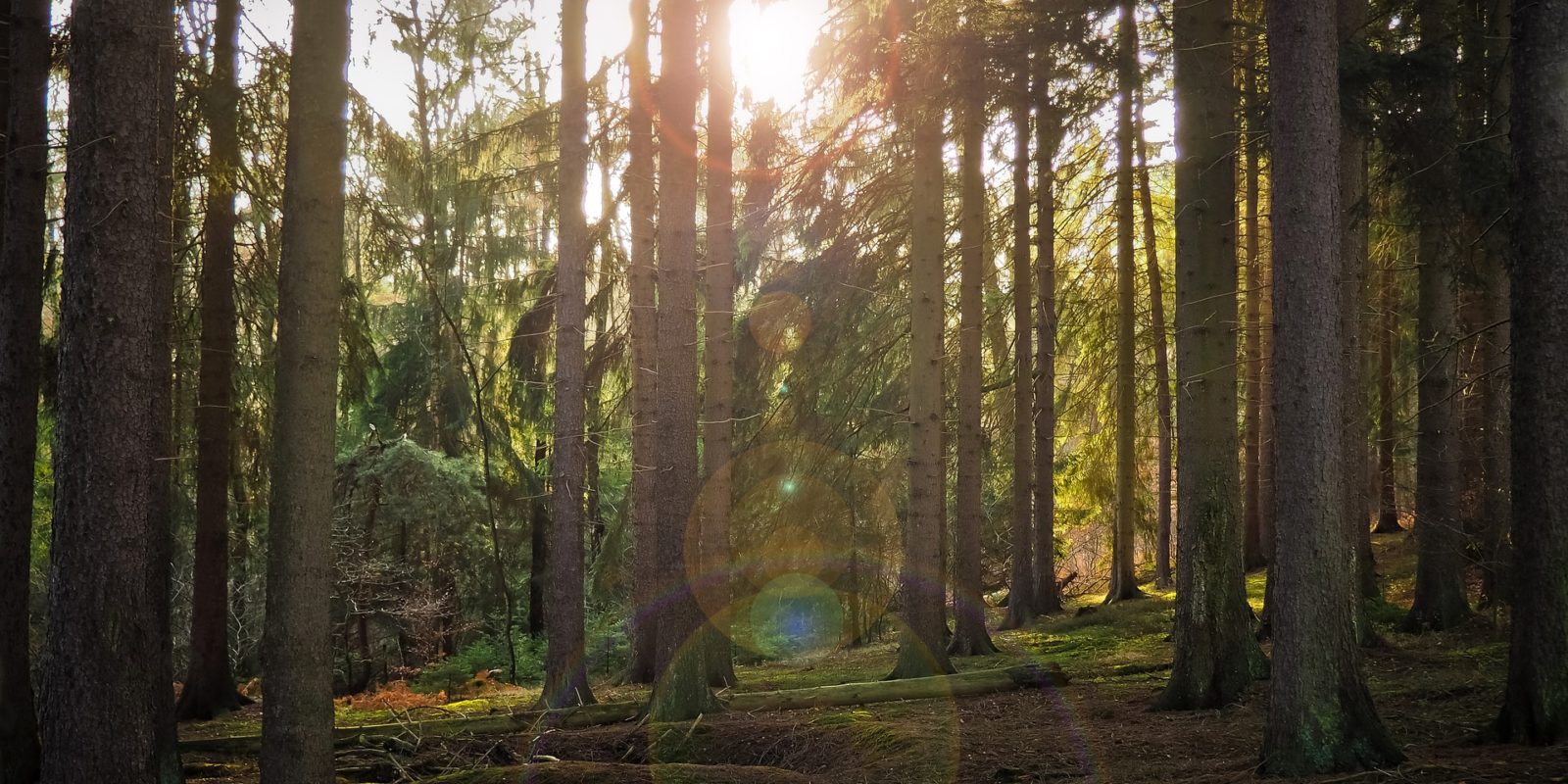 Sonnenlicht fällt in den Wald