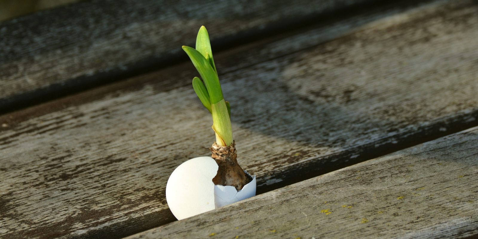 Tulpenzwiebel in einer Eierschale