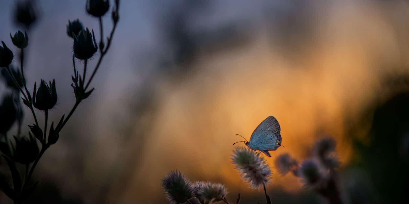 Schmetterling auf einer Pflanze bei Dämmerung