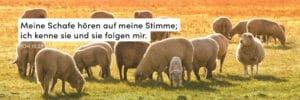 Schafe, Herde, Farbenfroh