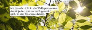 Blätter, grün, Sonne