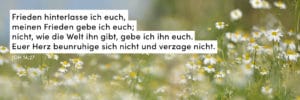 Blumen, Wiese, Sommer