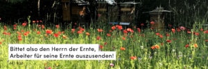 Mohnblumen, Wiese, Bienenstock
