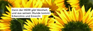 Sonnenblumen, Gelb