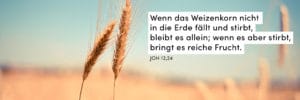 Getreide, Feld