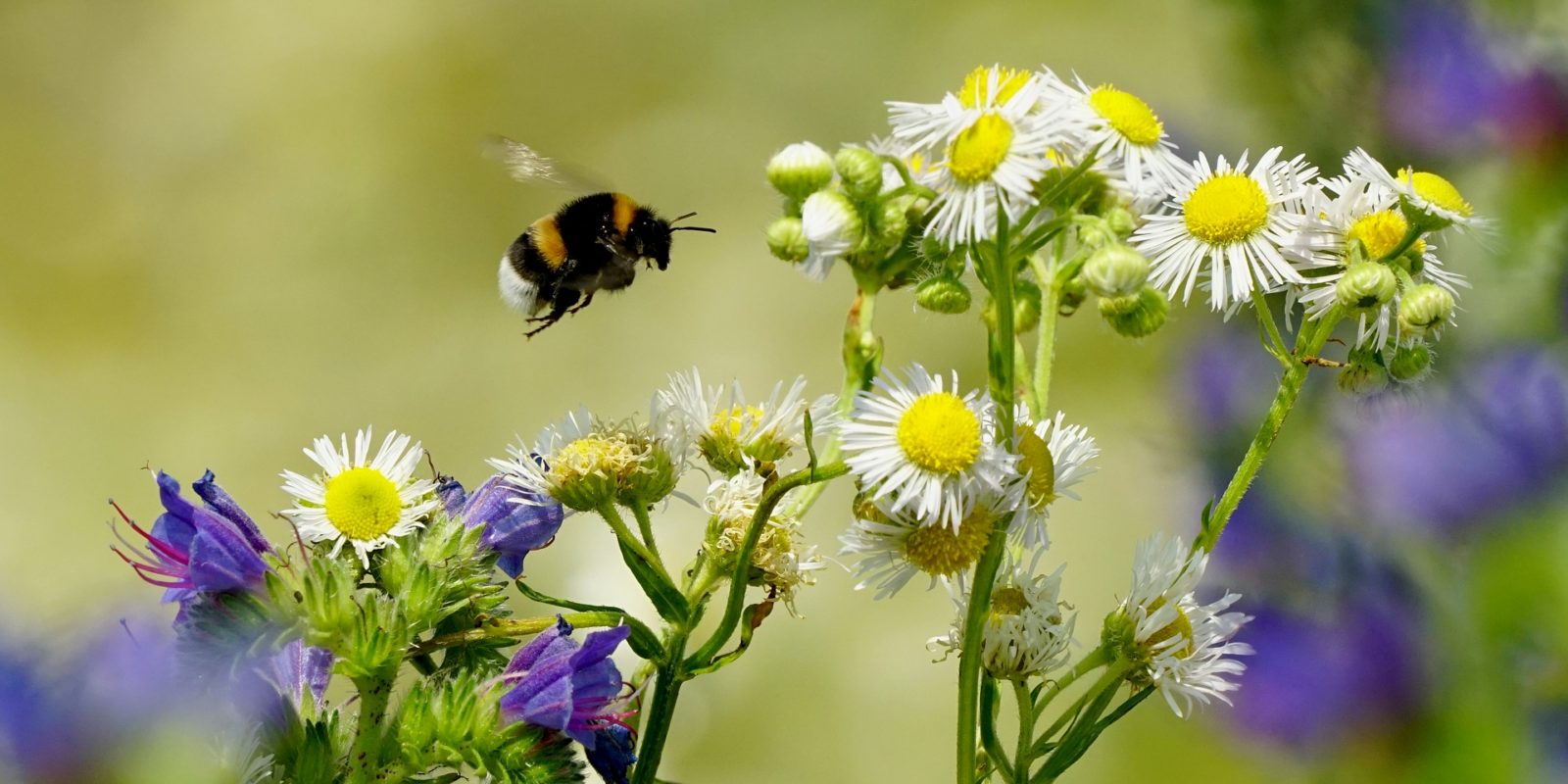 Hummel fliegt zu Blüten