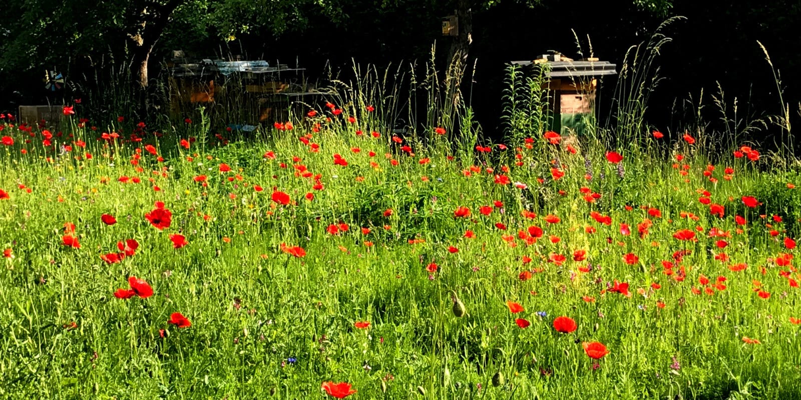 Bienenstock, Mohn, Priesterseminar, Garten, Sommer