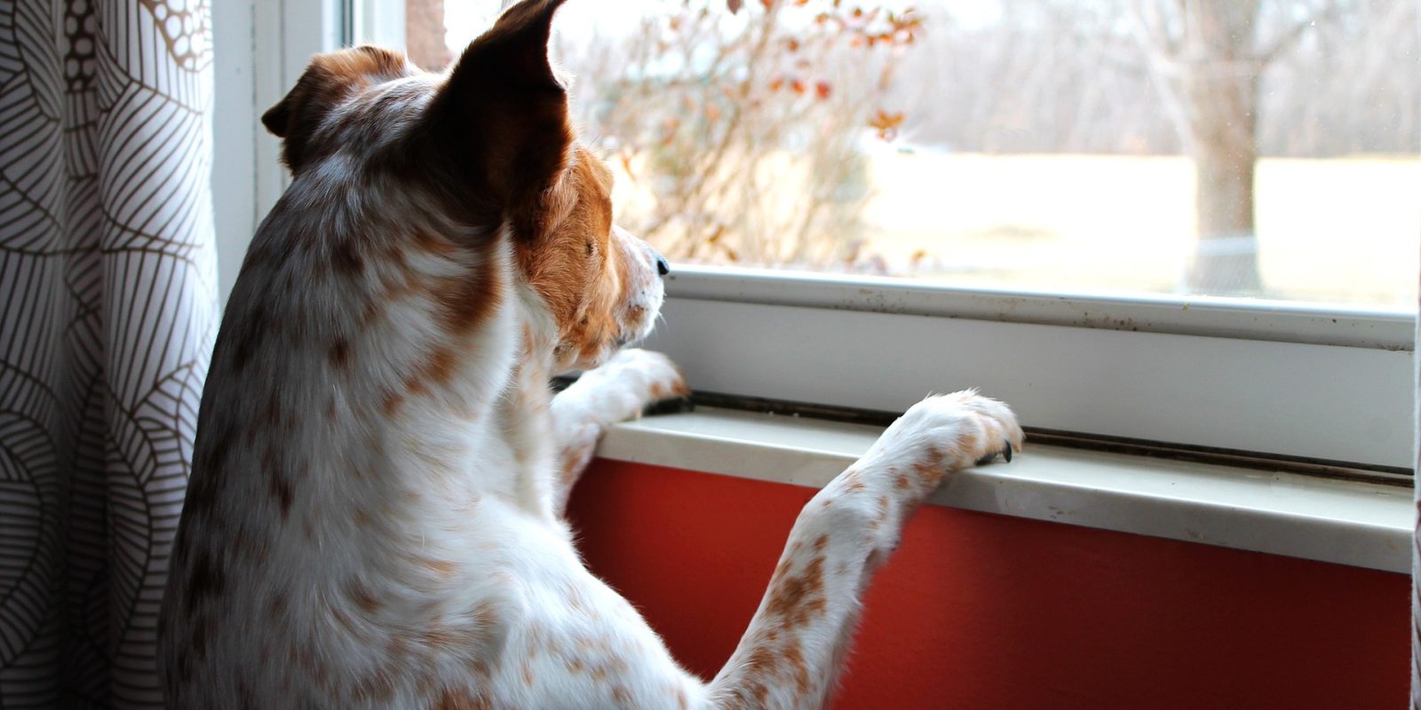 ein Hund wartet vor einem Fenster