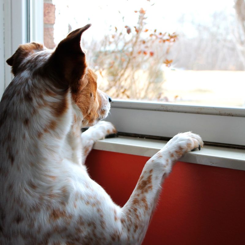 ein Hund wartet vor einem Fenster