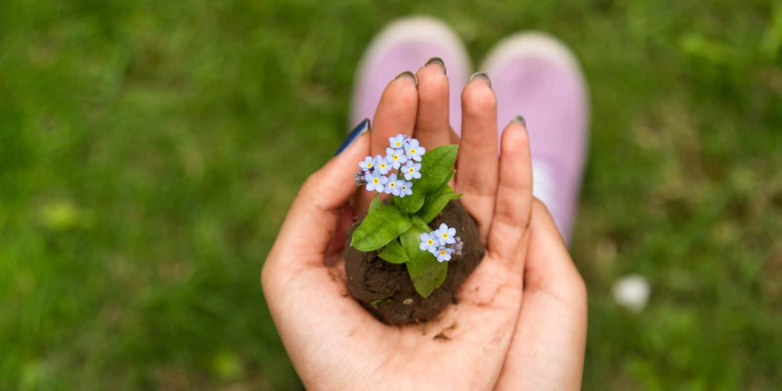 Hand hält Blume