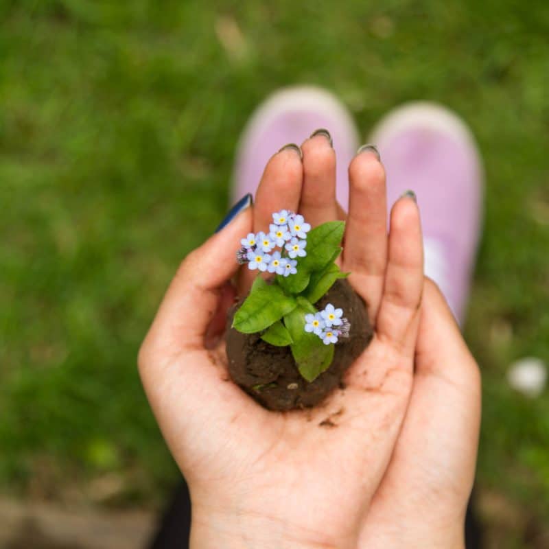 Hand hält Blume