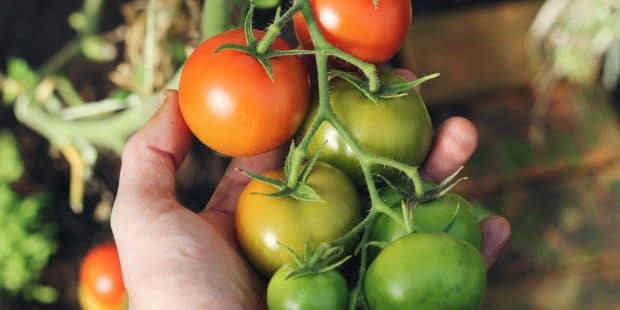 eine Hand hält Tomaten