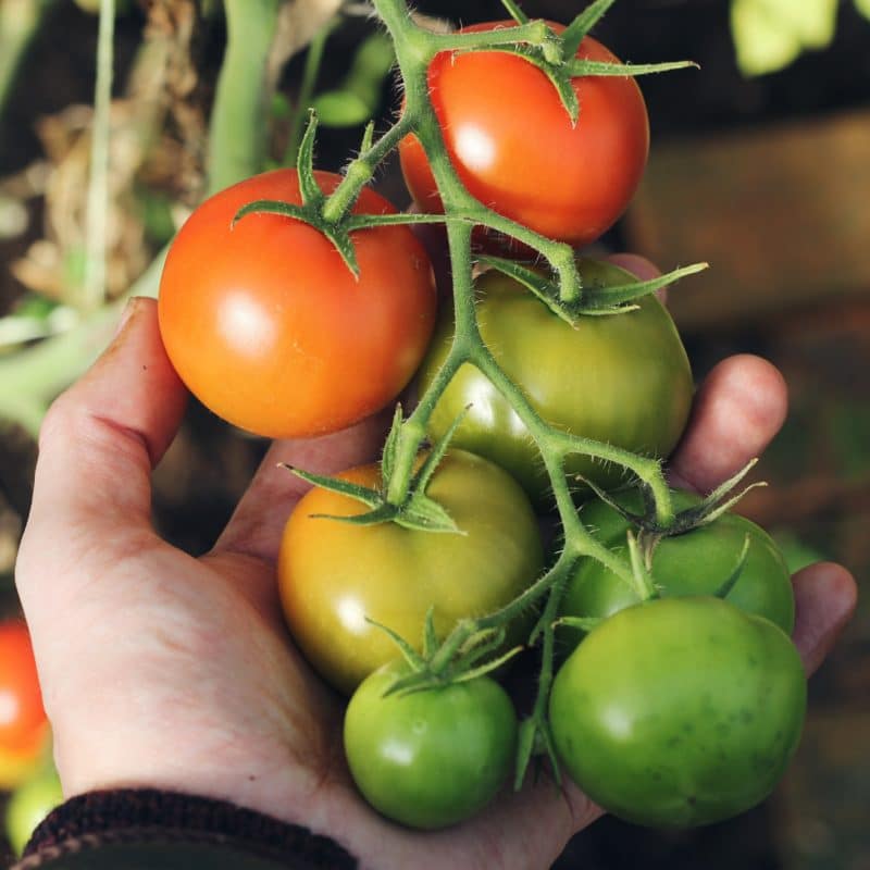 eine Hand hält Tomaten