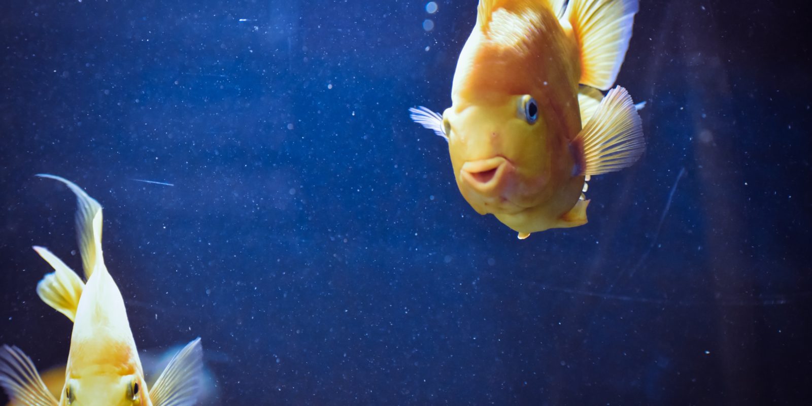 Zwei Fische im WAsser