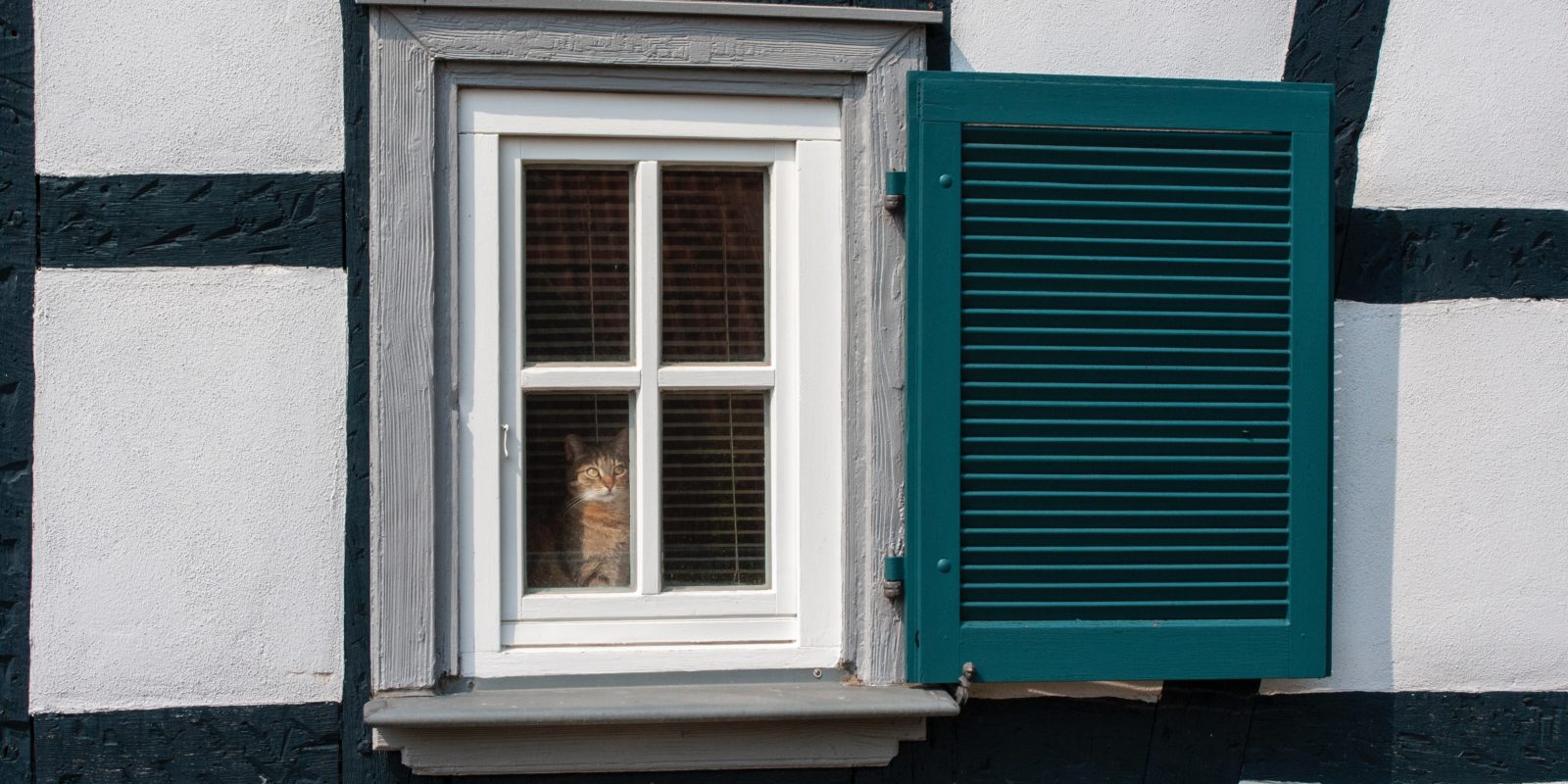 Katze am Fenster