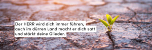 Wüste, Pflänzchen