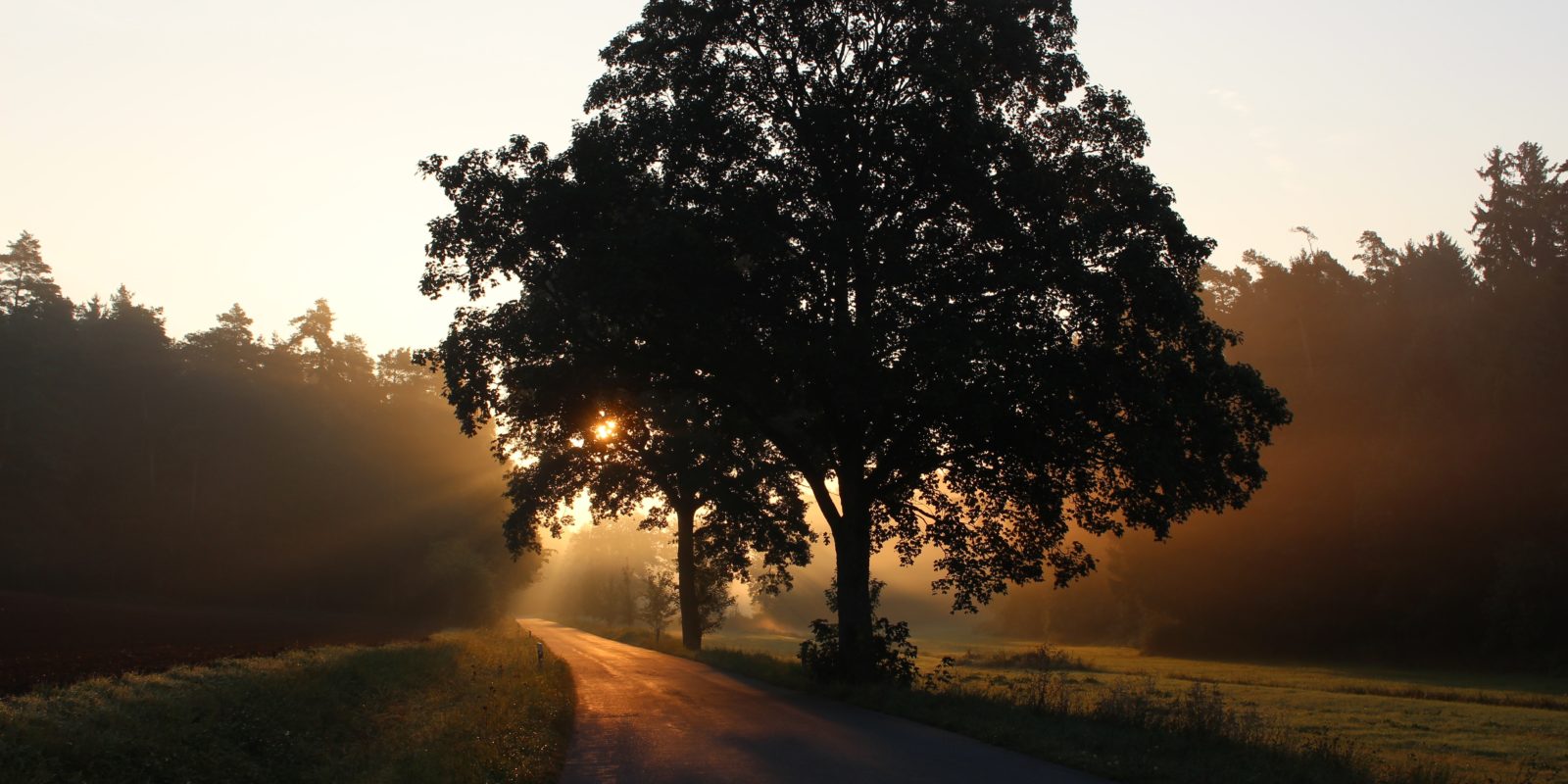 Baum in der Dämmerung