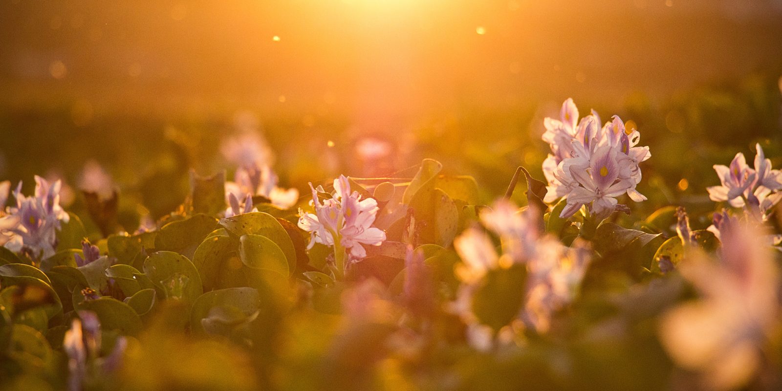 Blumen im Sonnenschein