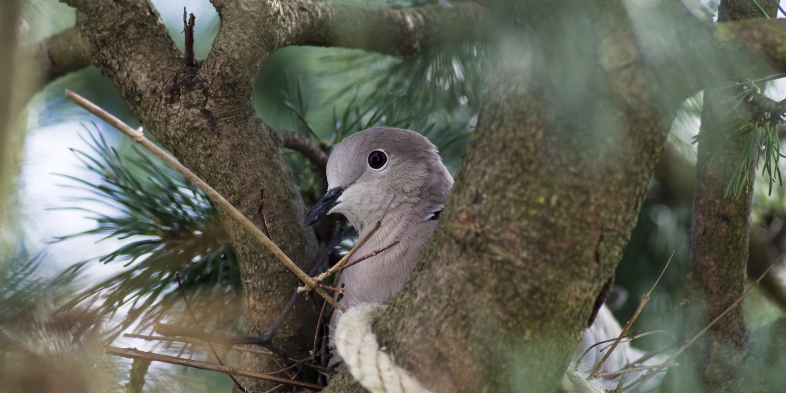 Türkentaube im Nest