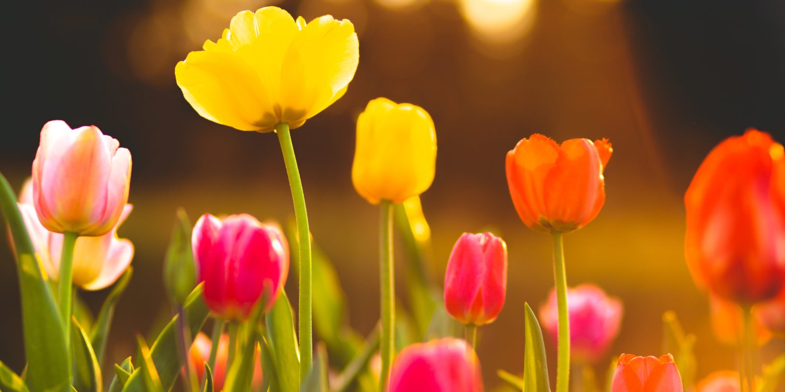 Tulpen im Sonnenschein