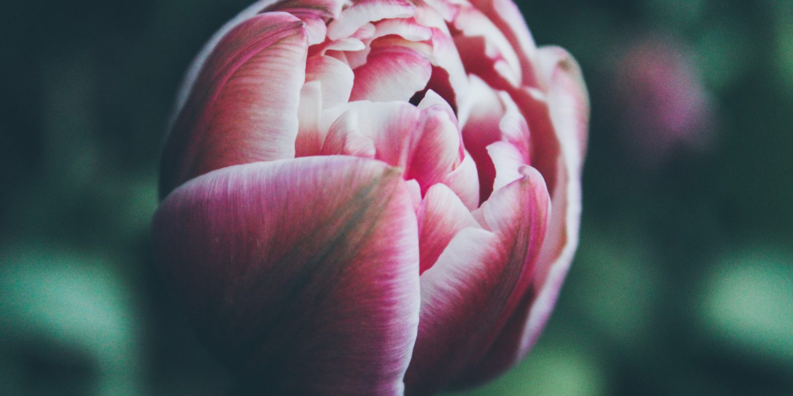 Tulpe in Nahaufnahme