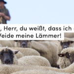 Schafe, Hirte