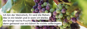Trauben, Wein, Aufgeschlagen