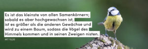 Vogel, Blaumeise, Baum, Natur