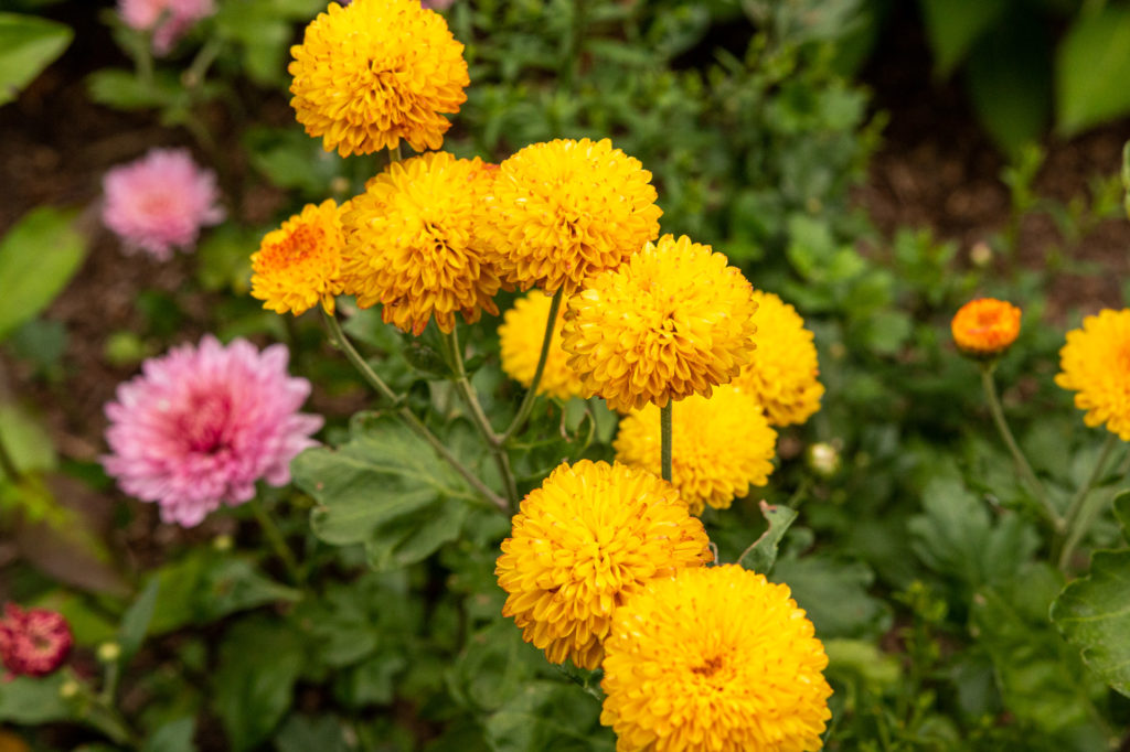 gelbe Blumen