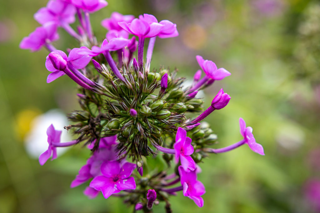 Blumen im Garten der Kirchengemeinde St. Johannes der Täufer in Bad Bentheim