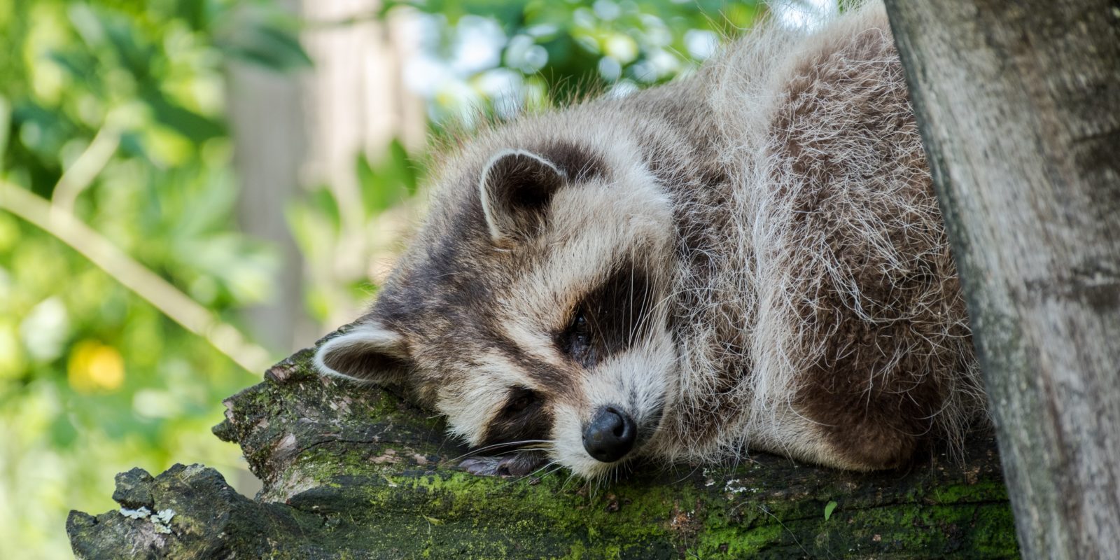 fauler Waschbär