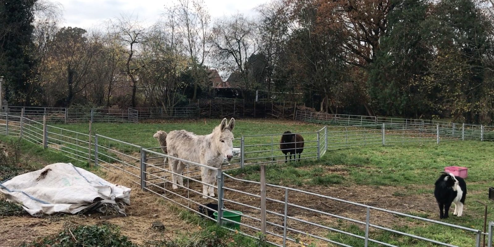 Ein FEld mit einem Esel und Ziegen