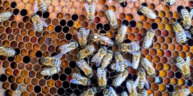 Bienen in einem Bienenstock