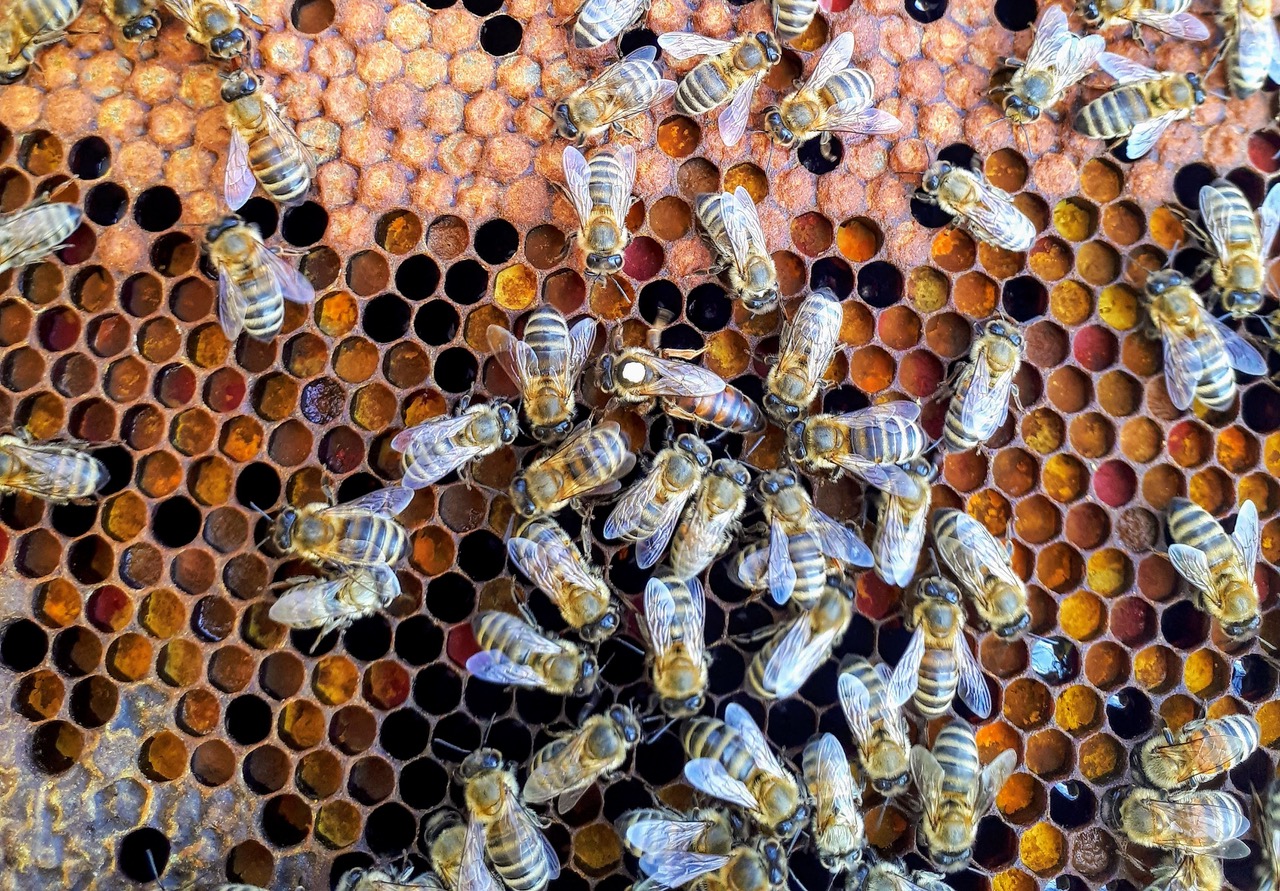 Bienen in einem Bienenstock